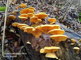 Attēlu rezultāti vaicājumam “Phyllotopsis nidulans”