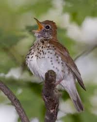 Image result for Hylocichla mustelina