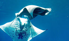 Image result for Mobula alfredi