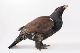 Attēlu rezultāti vaicājumam “Tetrao urogallus male”