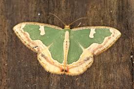 Attēlu rezultāti vaicājumam “Epermeniidae”