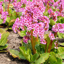 Attēlu rezultāti vaicājumam “Bergenia crassifolia flower”