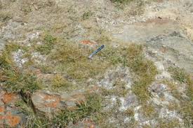 Attēlu rezultāti vaicājumam “Carex capillaris”