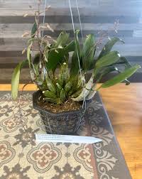 Attēlu rezultāti vaicājumam “Didymium aggregatum”