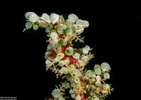 Attēlu rezultāti vaicājumam “Schistidium robustum”