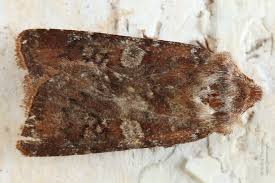 Attēlu rezultāti vaicājumam “Cerastis leucographa”