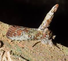 Attēlu rezultāti vaicājumam “Eupithecia icterata female”