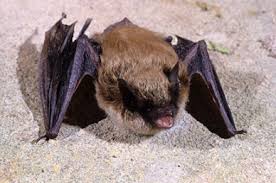 Attēlu rezultāti vaicājumam “Badhamia bethelii”