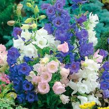 Image result for Campanula medium