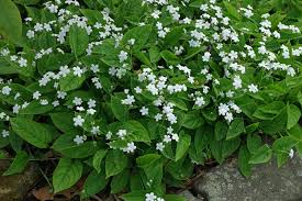 Image result for Omphalodes verna