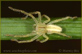 Attēlu rezultāti vaicājumam “Micrommata virescens”