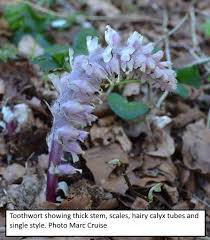 Attēlu rezultāti vaicājumam “Lathraea squamaria fruit”