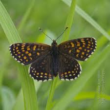 Attēlu rezultāti vaicājumam “Melitaea diamina upperside”