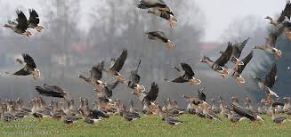 Attēlu rezultāti vaicājumam “Anser albifrons”