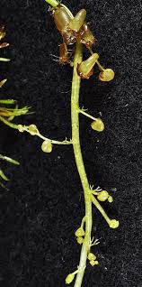 Attēlu rezultāti vaicājumam “Utricularia intermedia flower”