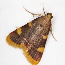 Attēlu rezultāti vaicājumam “Hypsopygia costalis”