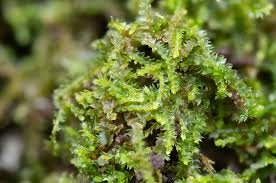 Attēlu rezultāti vaicājumam “Frullania fragilifolia macro”
