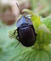 Attēlu rezultāti vaicājumam “Phosphuga atrata”