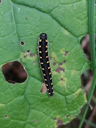 Attēlu rezultāti vaicājumam “Tenthredo mandibularis”