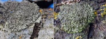 Attēlu rezultāti vaicājumam “Phaeophyscia orbicularis”