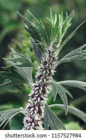 Attēlu rezultāti vaicājumam “Leonurus quinquelobatus flower”