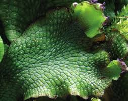 Attēlu rezultāti vaicājumam “Conocephalum salebrosum”