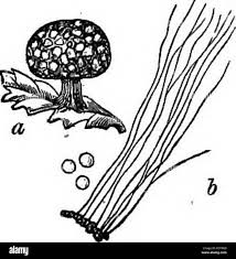 Attēlu rezultāti vaicājumam “Didymium difforme sessile”