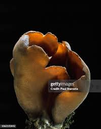 Attēlu rezultāti vaicājumam “Otidea bufonia”