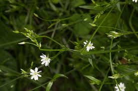 Attēlu rezultāti vaicājumam “Stellaria palustris leaf”