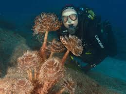 Image result for Woking Junior Snorkelling Club