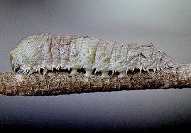 Attēlu rezultāti vaicājumam “Nolidae”