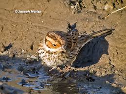 Image result for Emberiza pusilla