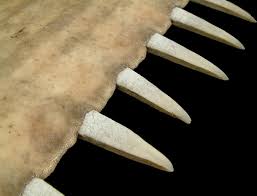 Image result for Pristis pectinata