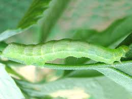 Attēlu rezultāti vaicājumam “Trichia longipalpis”