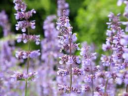 Image result for Katzenminze