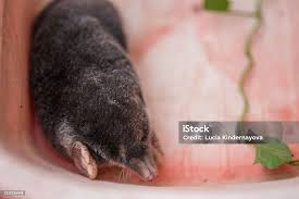 Attēlu rezultāti vaicājumam “Talpa europaea”