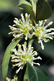 Attēlu rezultāti vaicājumam “Buxus sempervirens flower”