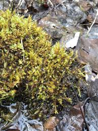 Attēlu rezultāti vaicājumam “Drepanocladus polygamus”