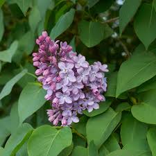 Attēlu rezultāti vaicājumam “Syringa vulgaris”