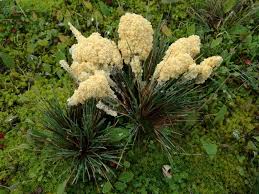 Attēlu rezultāti vaicājumam “Fuligo cinerea”