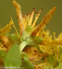 Attēlu rezultāti vaicājumam “Hypericum maculatum flower”