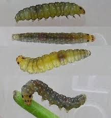 Attēlu rezultāti vaicājumam “Ancylis badiana”