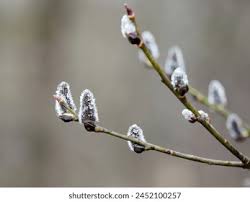 Attēlu rezultāti vaicājumam “Salix aurita bud”