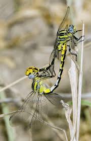 Attēlu rezultāti vaicājumam “Gomphidae”