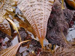 Attēlu rezultāti vaicājumam “Cribraria costata stalked”