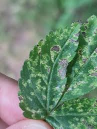 Attēlu rezultāti vaicājumam “Ochropsora ariae spores”