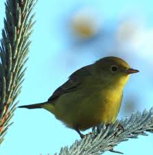 Image result for Dendroica petechia