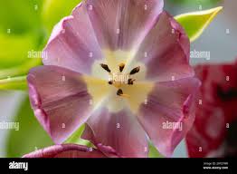 Attēlu rezultāti vaicājumam “Tulipa gesneriana flower”