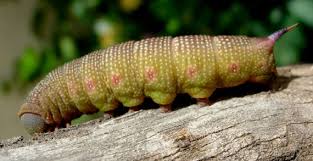 Attēlu rezultāti vaicājumam “Hemaris fuciformis”