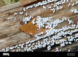 Attēlu rezultāti vaicājumam “Trichia scabra spores”